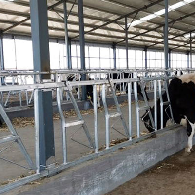 0.4m/Cow 젖소 머리는 잠깁니다