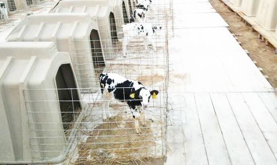 내알칼리성 98 킬로그램 착유소 장딴지 장 장기간 수명 범위