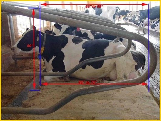 Head to head Type 1.30m/cow Fence Cattle Free Stall Adjustable Size