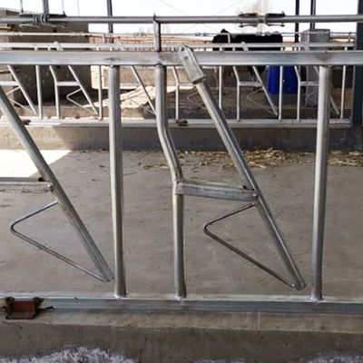 Hot Galvanized Length 6m Cattle Headlock Gate Anti Corrosion Pipe