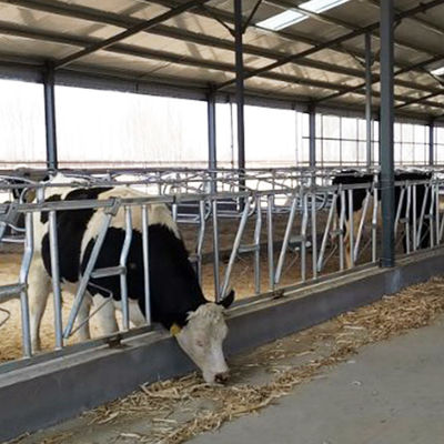 0.4m/Cow 젖소 머리는 잠깁니다