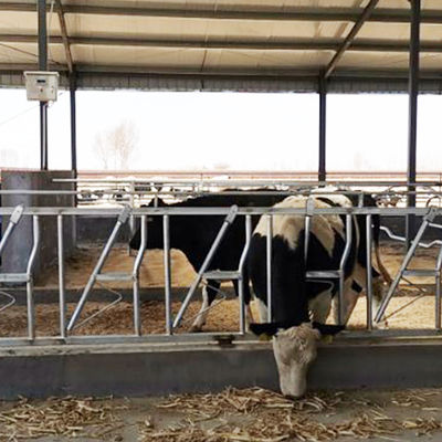 0.4m/Cow 젖소 머리는 잠깁니다